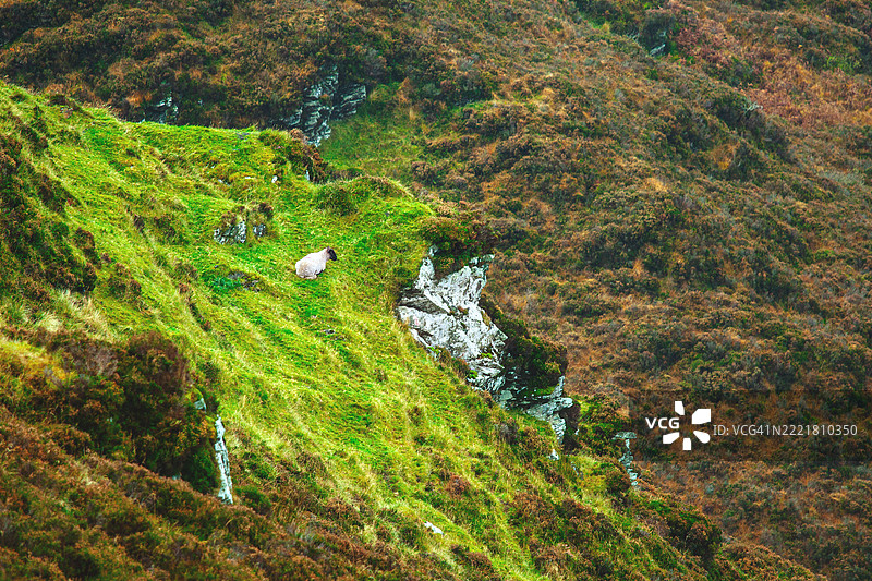 孤独的羊在山中陡峭的绿坡上吃草图片素材