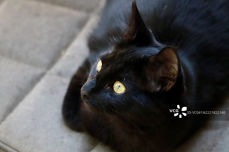 美丽的黑肤女性莉亚与一只在阳台沙发上休息的小猫图片素材