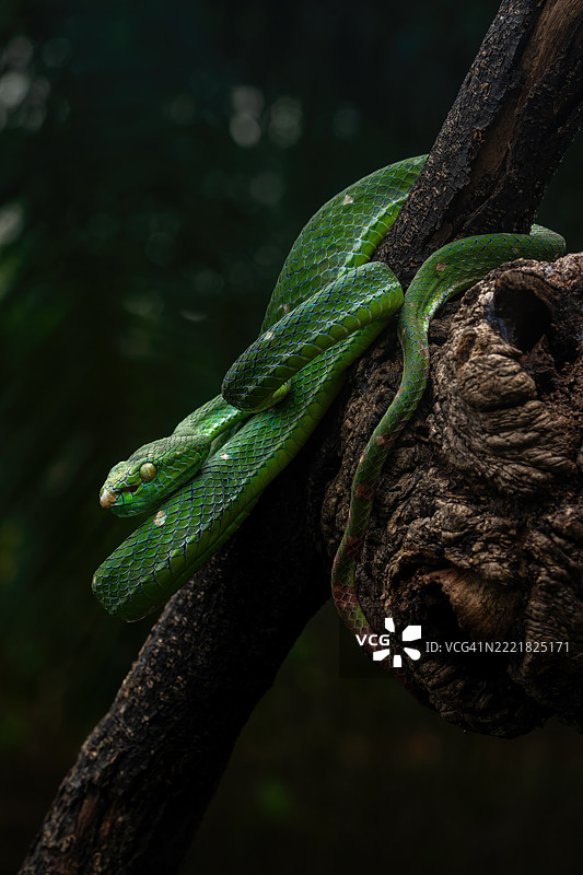 哈根的蝰蛇图片素材