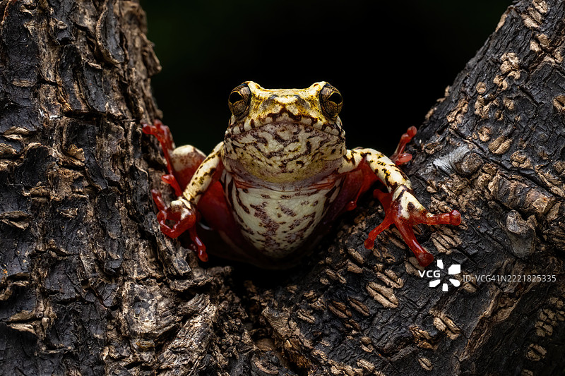 彩绘芦苇蛙图片素材