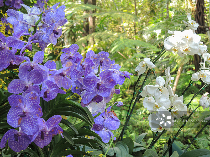 兰花特写照片 兰花种类图片素材