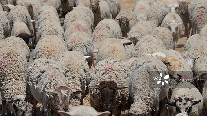 一群羊在路边行走图片素材