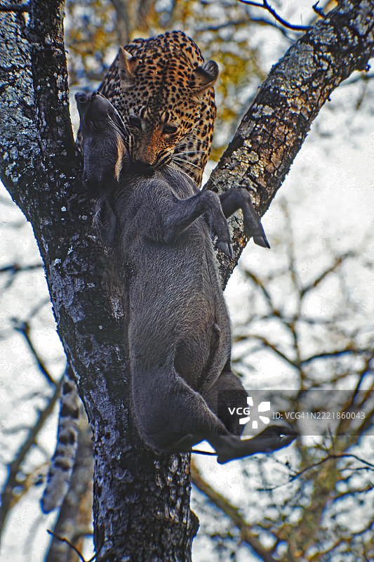 豹子捕杀疣猪图片素材