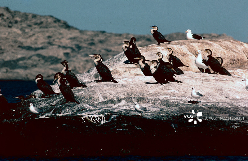 开普鸬鹚图片素材