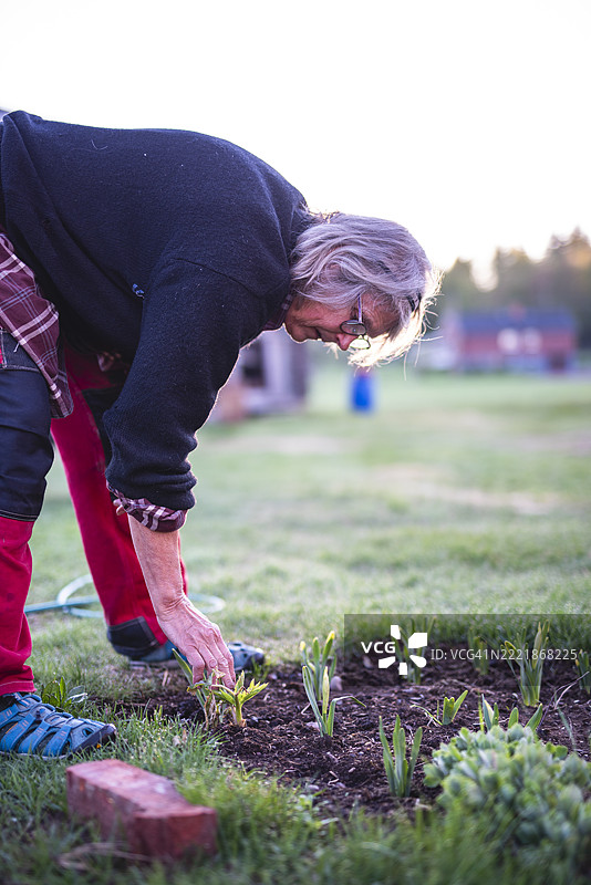 老年女性在后院园艺图片素材
