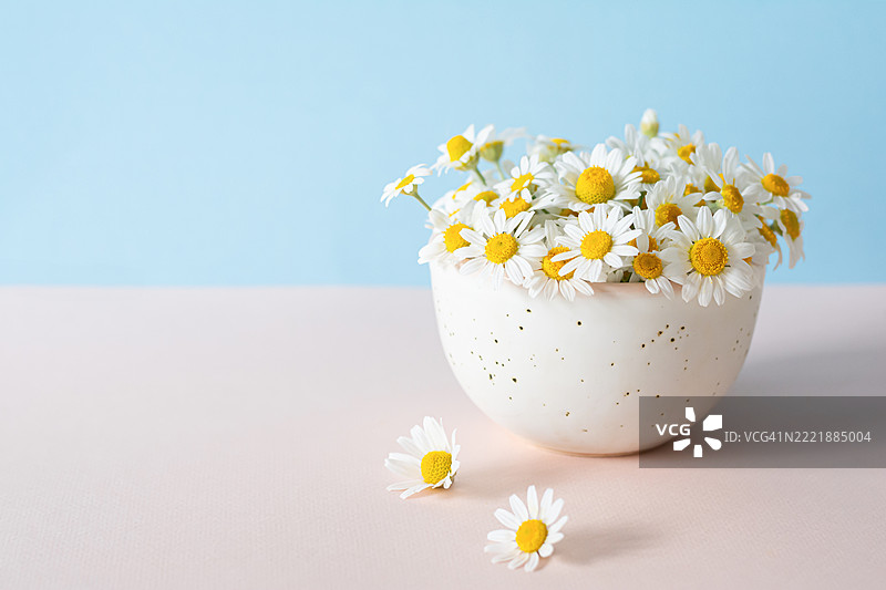 一束野生雏菊放在白色杯子里，背景为粉色和蓝色。贺卡、生日、母亲节的概念。图片素材