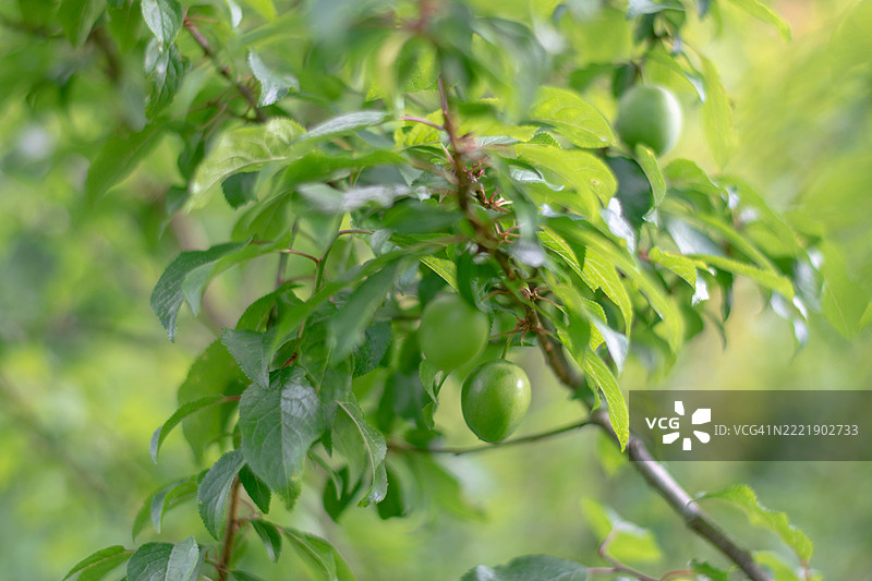 夏天树枝上生长的绿色未成熟李子图片素材