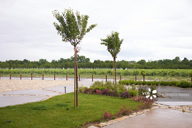 葡萄园景观，年轻树木和小径在阴天中图片素材