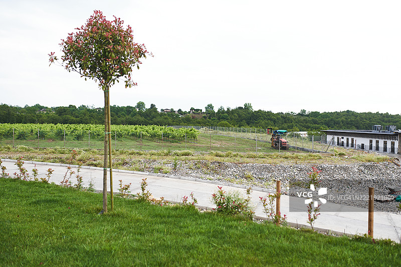 乡村葡萄园风景，围栏、树木和可见的拖拉机图片素材