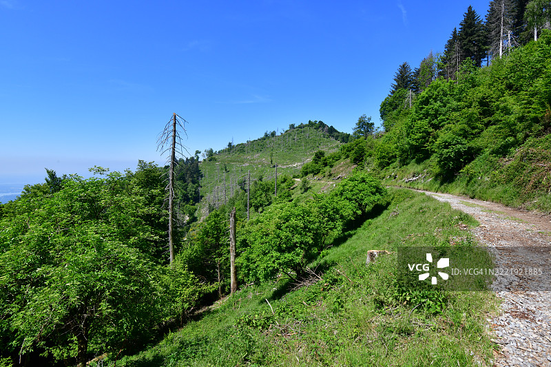 意大利阿尔卑斯山被毁坏的森林图片素材
