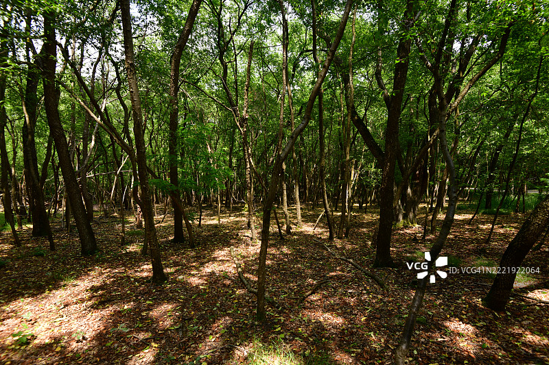 意大利北部被黑樱桃（Prunus serotina）入侵的森林图片素材