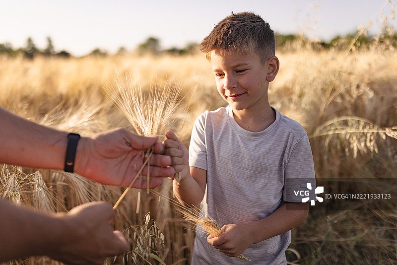 男孩在阳光明媚的田野中微笑着手握麦穗图片素材