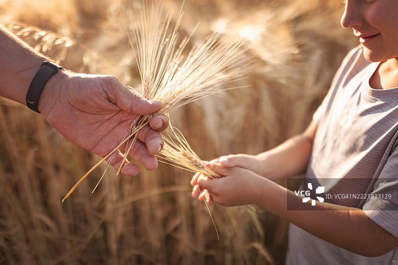 孩子和父母在金色麦田中握着麦穗图片素材