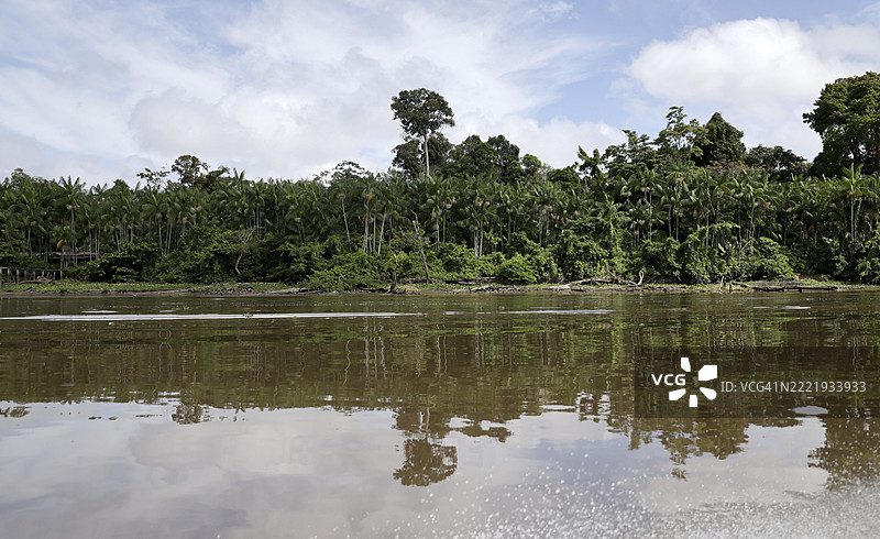 亚马逊河岸边的茂密植被 - 巴西图片素材