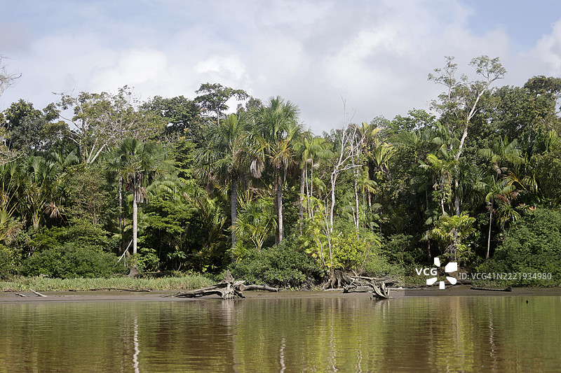 亚马逊河岸边的茂密植被 - 巴西图片素材