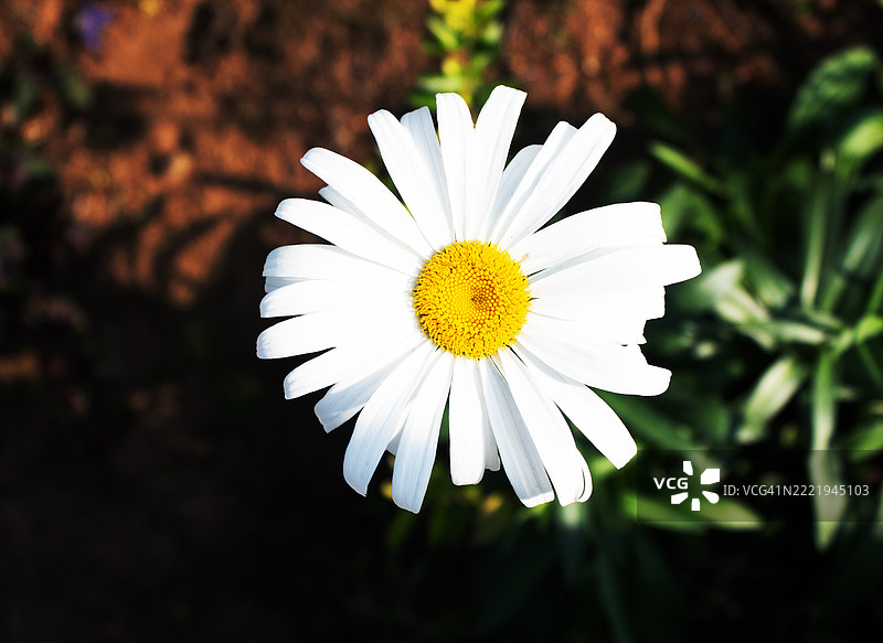 白色雏菊的特写镜头图片素材