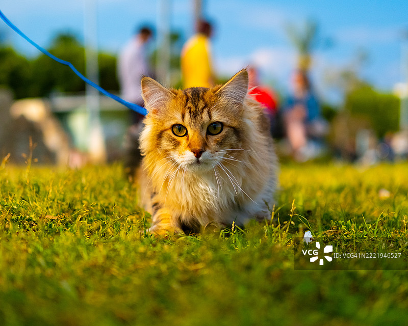 土耳其梅尔辛一只坐在田野上的猫的肖像图片素材