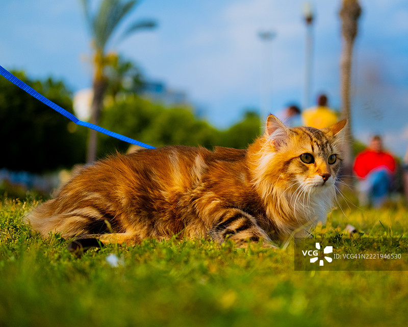 坐在草地上的猫的肖像，土耳其梅尔辛图片素材