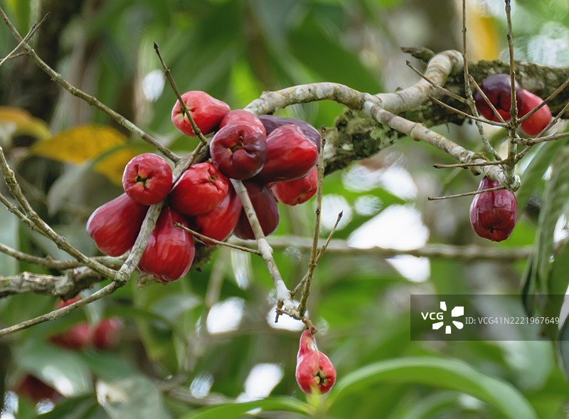 热带树上挂着一簇红色马来苹果图片素材