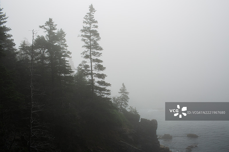 雾中的孤独常青树图片素材