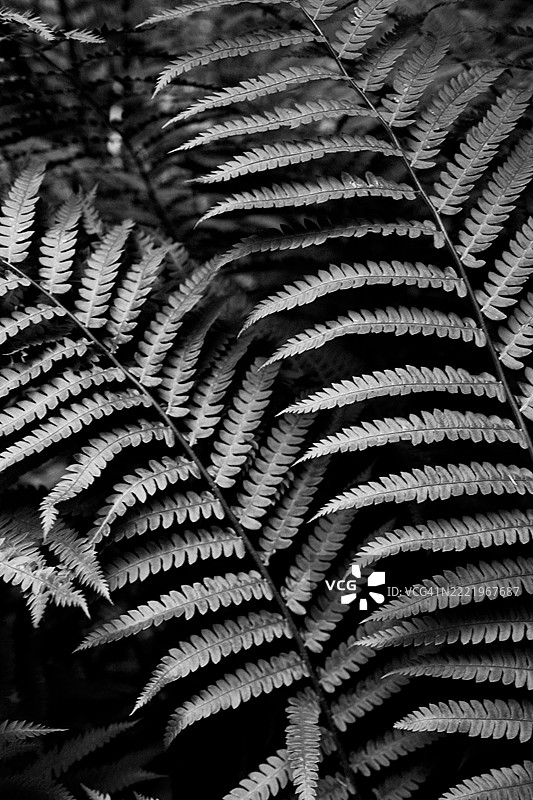 黑白叶子图片素材