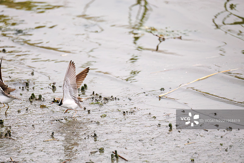 美丽的小环颈鸻(Charadrius dubius)。美丽的普通沙鸥(Actitis hypoleucos,属于鹬科)正在拍打翅膀飞起。它们正在打斗。图片素材