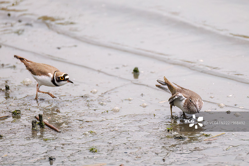 美丽的小环颈鸻(Charadrius dubius)。美丽的普通沙鸥(Actitis hypoleucos,属于鹬科)正在拍打翅膀飞出。它们正在打斗。图片素材
