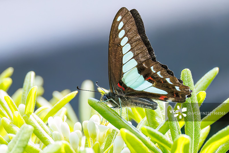 一只美丽的蓝斑凤蝶（Graphium sarpedon，凤尾蝶）在花丛中翩翩起舞。图片素材