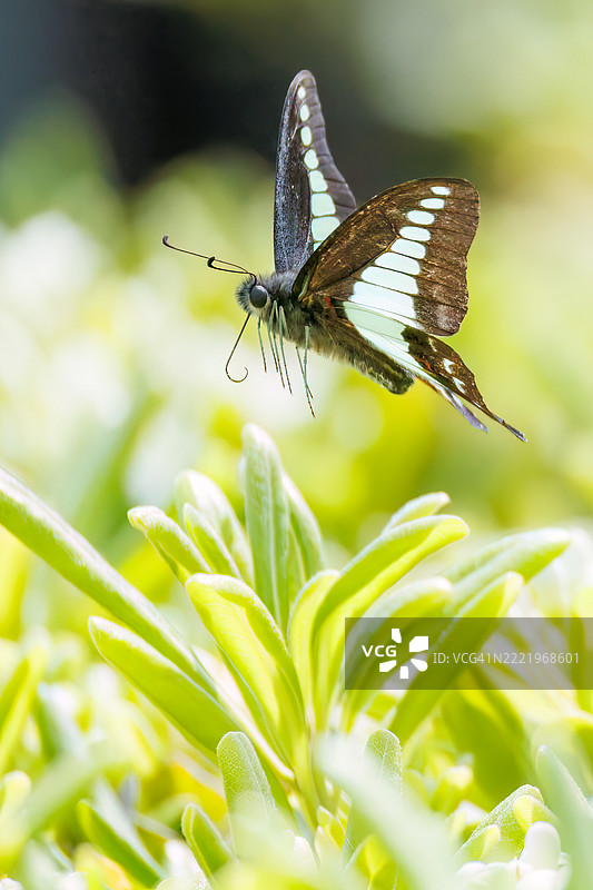一只美丽的蓝斑凤蝶（Graphium sarpedon，凤蝶科）在花丛中翩翩起舞。图片素材