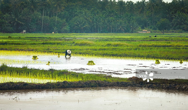 农民在东南亚的雨季手工种植稻苗，展现了乡村生活、传统农业和食品生产的实践。图片素材
