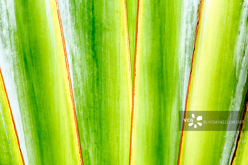 新加坡，旅行者的棕榈图片素材