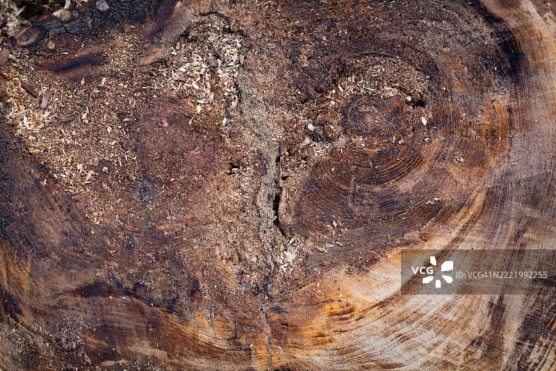 新鲜切割树木的树干全景背景图片素材