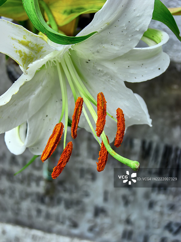 白色百合花的特写展示了它柔软的白色花瓣和明亮的橙色雄蕊。图片素材
