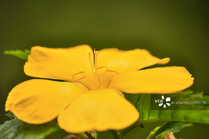 一朵黄色花朵的特写镜头，识别为乌米花（Turnera ulmifolia）。图片素材