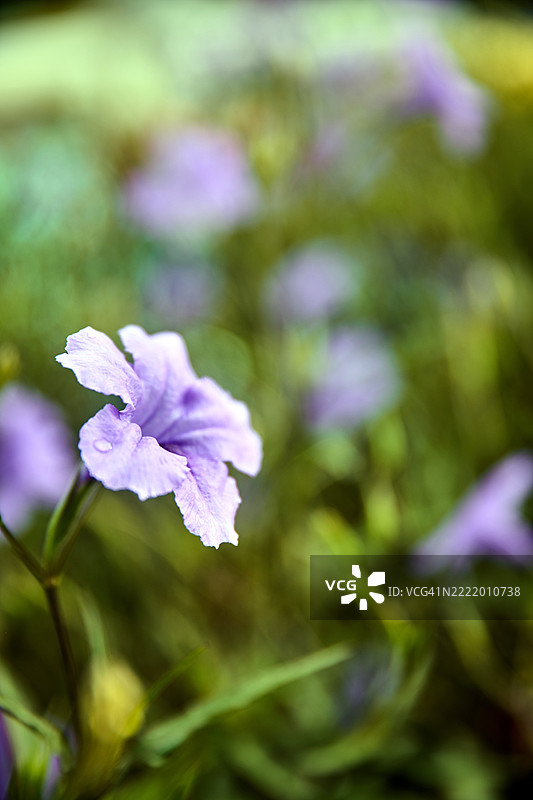 特写镜头，浅景深拍摄出一朵鲜艳的紫色花朵。图片素材