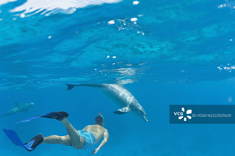 潜水的男人与海豚在水下游泳的照片 海洋生物图片素材