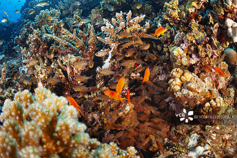 水下照片 珊瑚花园礁，鱼群，鳞鳍雀鲷，桌状珊瑚，玻璃鱼，指状珊瑚，红海 海洋生物图片素材