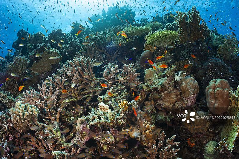 水下照片 珊瑚花园礁，鱼群，鳞鳍雀鲷，桌状珊瑚，玻璃鱼，指状珊瑚，红海 海洋生物图片素材