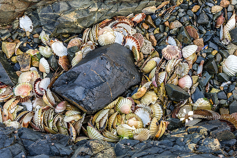 特雷加斯特尔海滩上的扇贝壳图片素材