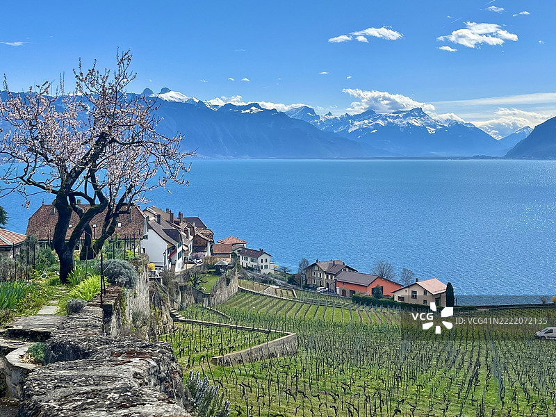 瑞士- 莱芒湖，拉沃葡萄园梯田和里瓦兹村图片素材