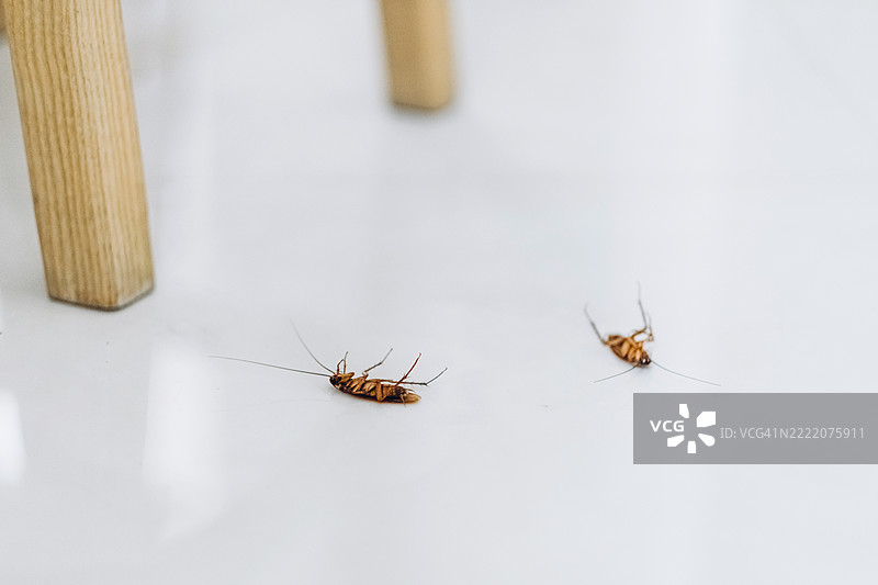 两只死蟑螂躺在光滑的白色表面上。一只仰面朝天，腿卷曲，另一只侧卧。图片素材