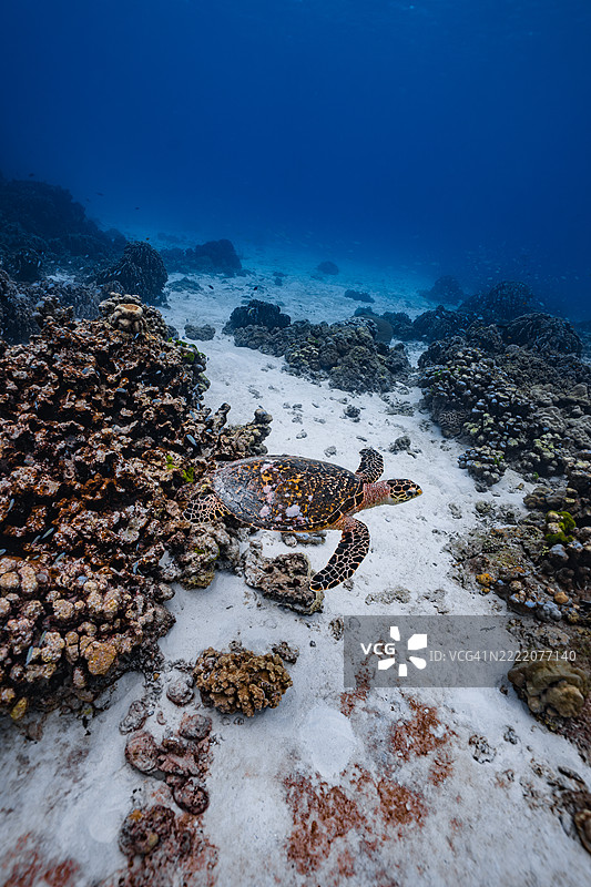 一只孤独的海龟在清澈的蓝色海水中，平静地滑过沙质海床，周围环绕着珊瑚礁。图片素材