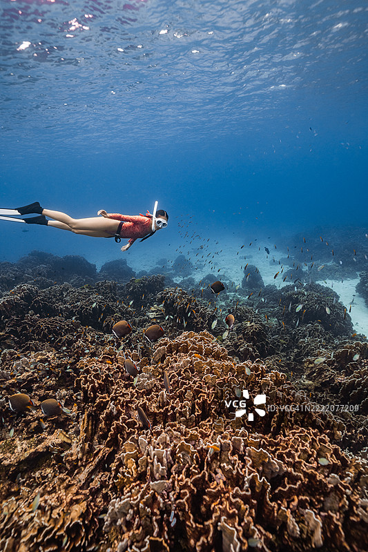 穿着潜水装备的女性在清澈湛蓝的海水中游过生机勃勃的珊瑚礁，周围环绕着热带鱼。图片素材