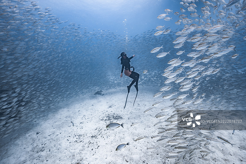 一位穿着黑色自由潜水装备的女性在清澈的海水中直立漂浮，周围环绕着密集旋转的银色鱼群。图片素材
