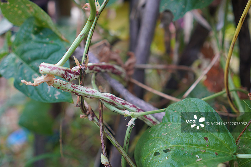 红长豆图片素材