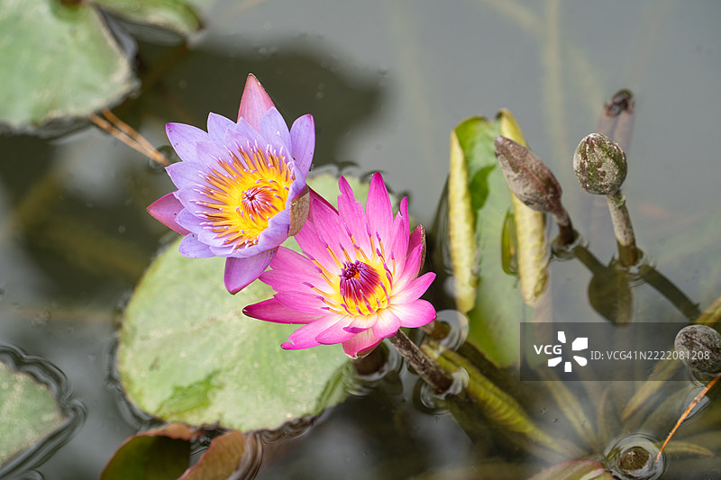 特写水莲花图片素材