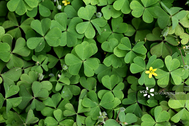 三片叶子三叶草的特写，用于背景设计图片素材