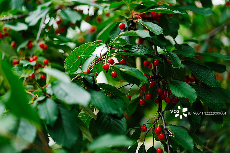鲜艳红樱桃在郁郁葱葱的树枝上的特写图片素材