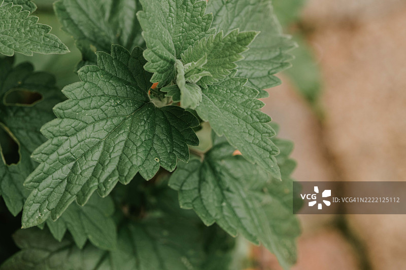 成熟丰盈的新鲜猫薄荷植物特写生长在户外图片素材