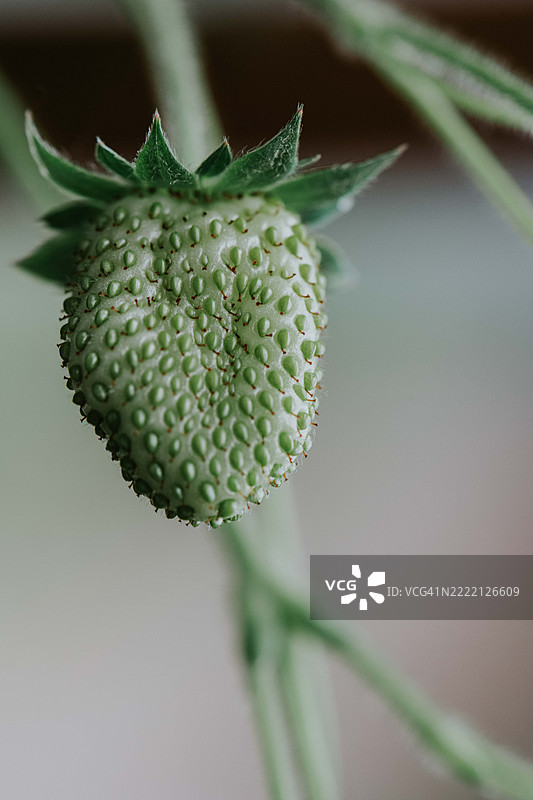 单个畸形的未成熟绿色草莓特写镜头图片素材